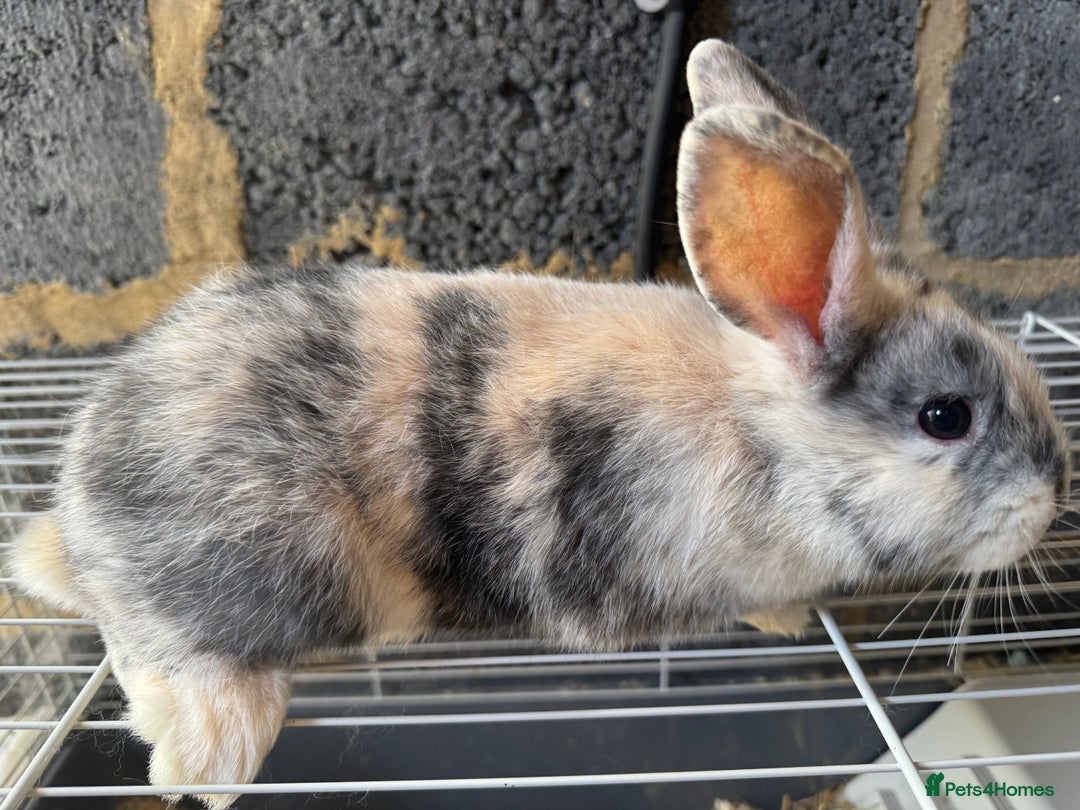 Mixed Breed rabbits for sale: Havana/European rabbits ready for homes now - Image 4