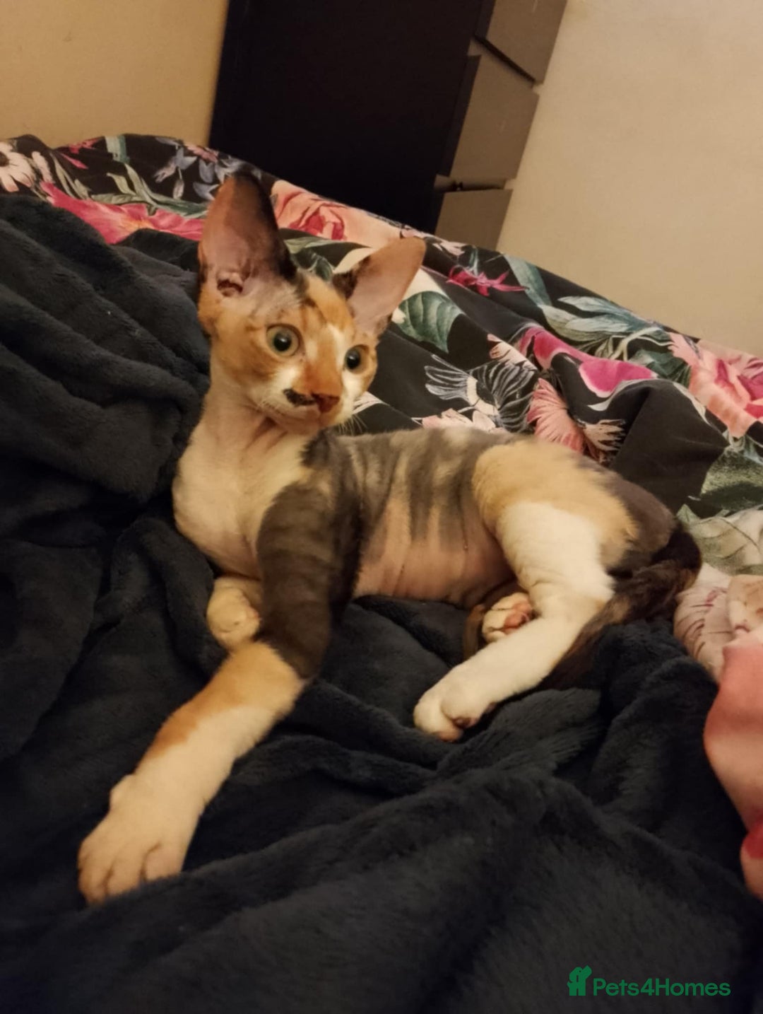 Sphynx cats for sale: 4 female canadian sphynx looking for home - Advert 19