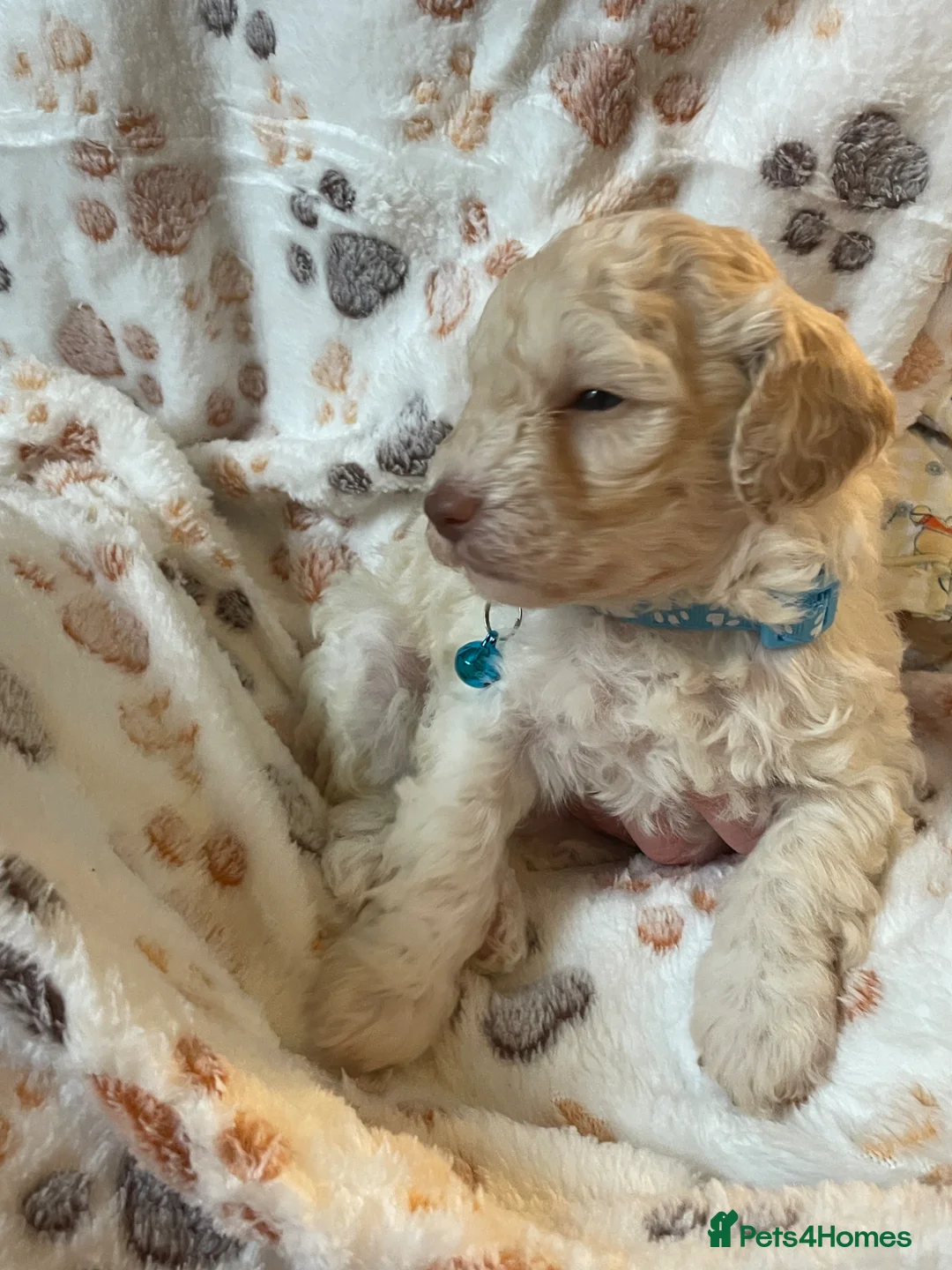 Cockapoo dogs for sale: F1b cockapoo - Advert 2