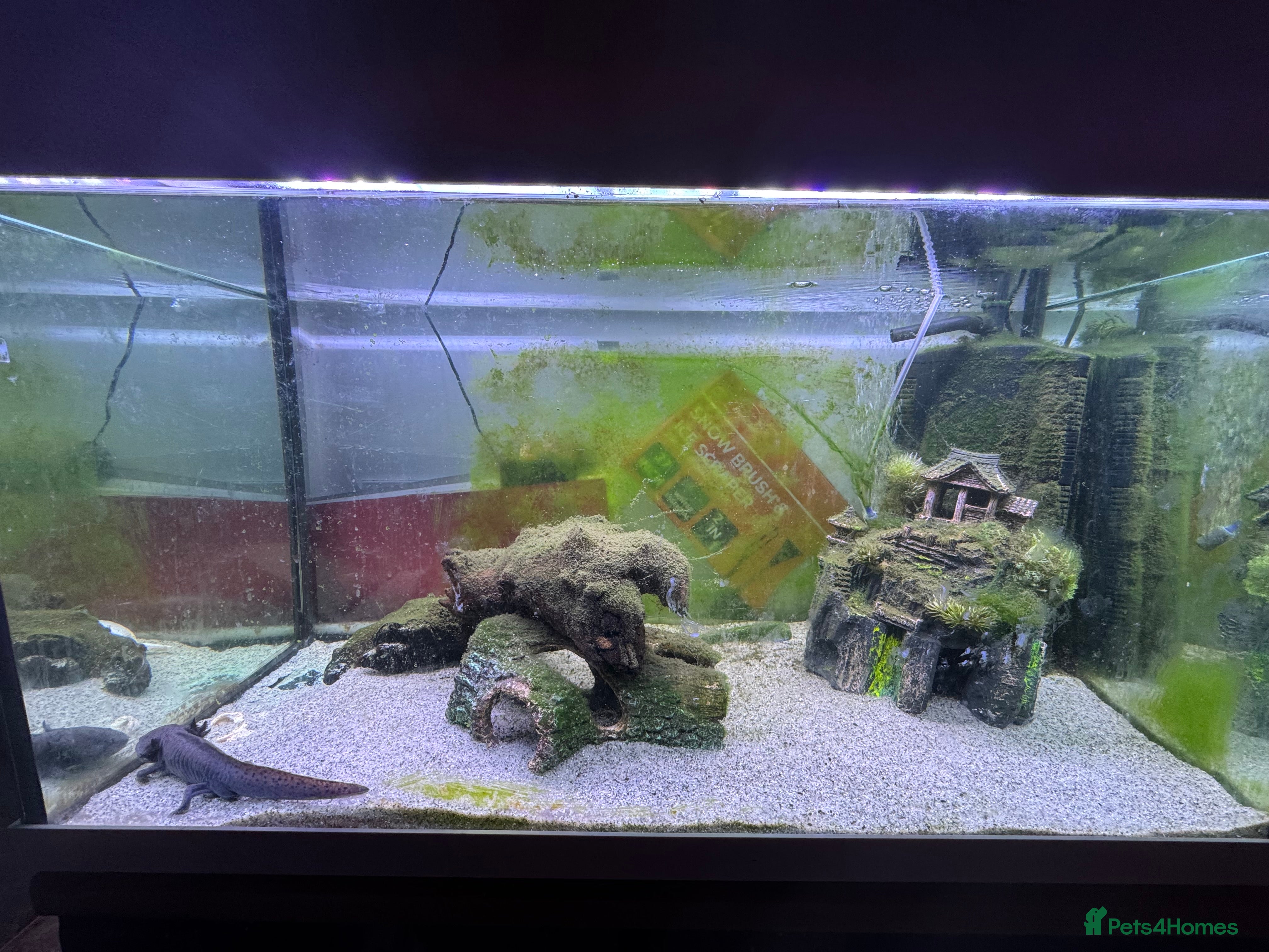 Axolotl reptiles Two Axolotyls and Full Tank Set-up - Advert 1