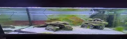 Axolotl reptiles for sale: Two Axolotyls and Full Tank Set-up - Advert 1