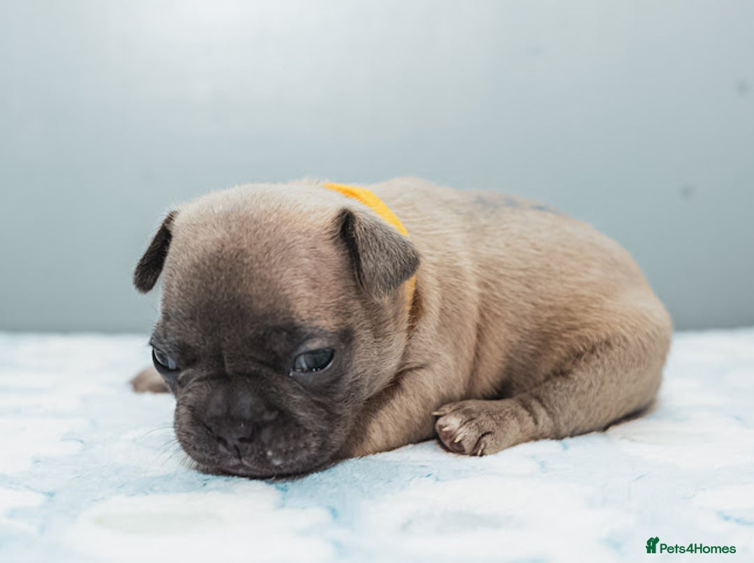 French Bulldog dogs for sale: 5 boys and 3 girls - DEPOSITS BEING TAKEN - Advert 17