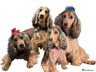 Cocker Spaniel dogs Showtype Cocker spaniel pups KC registered - Advert 1