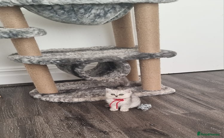 Persian cats - Advert 3