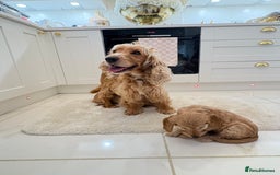 Cockapoo dogs for sale: Gorgeous F1A cockerpoos - Image 14