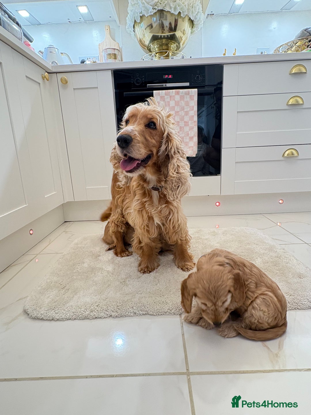 Cockapoo dogs for sale: Gorgeous F1A cockerpoos - Image 14