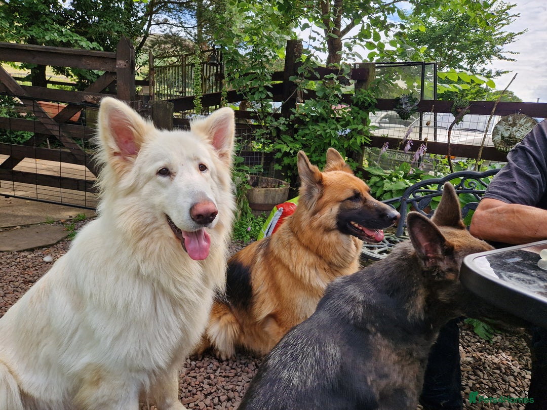 German Shepherd dogs for sale: Lovely long coated German Shepherd Puppies  - Image 11
