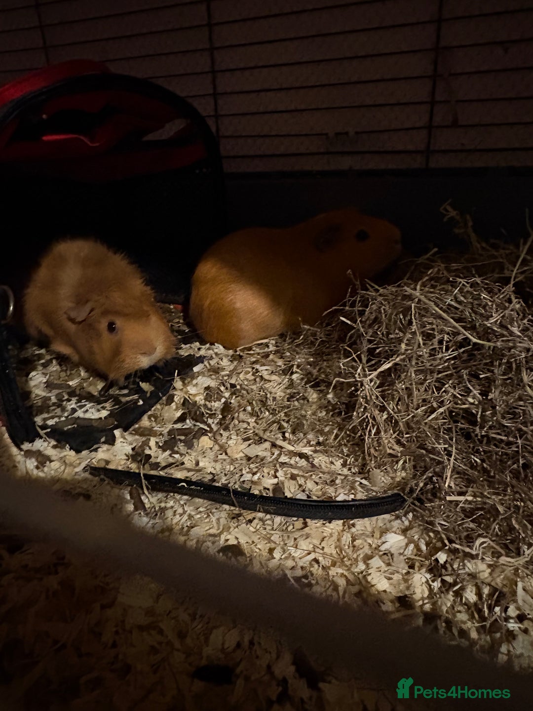Guinea Pig rodents for sale: 2 male guinea pigs for rehome - Advert 1