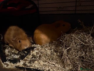 Guinea Pig rodents 2 male guinea pigs for rehome - Advert 1