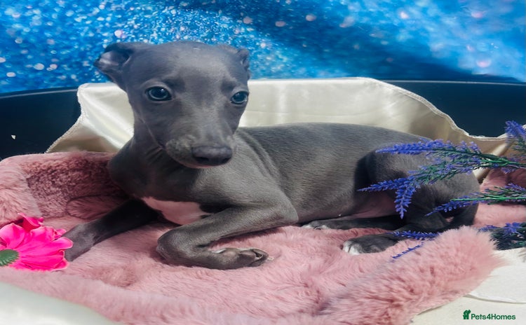Whippet dogs - Advert 1