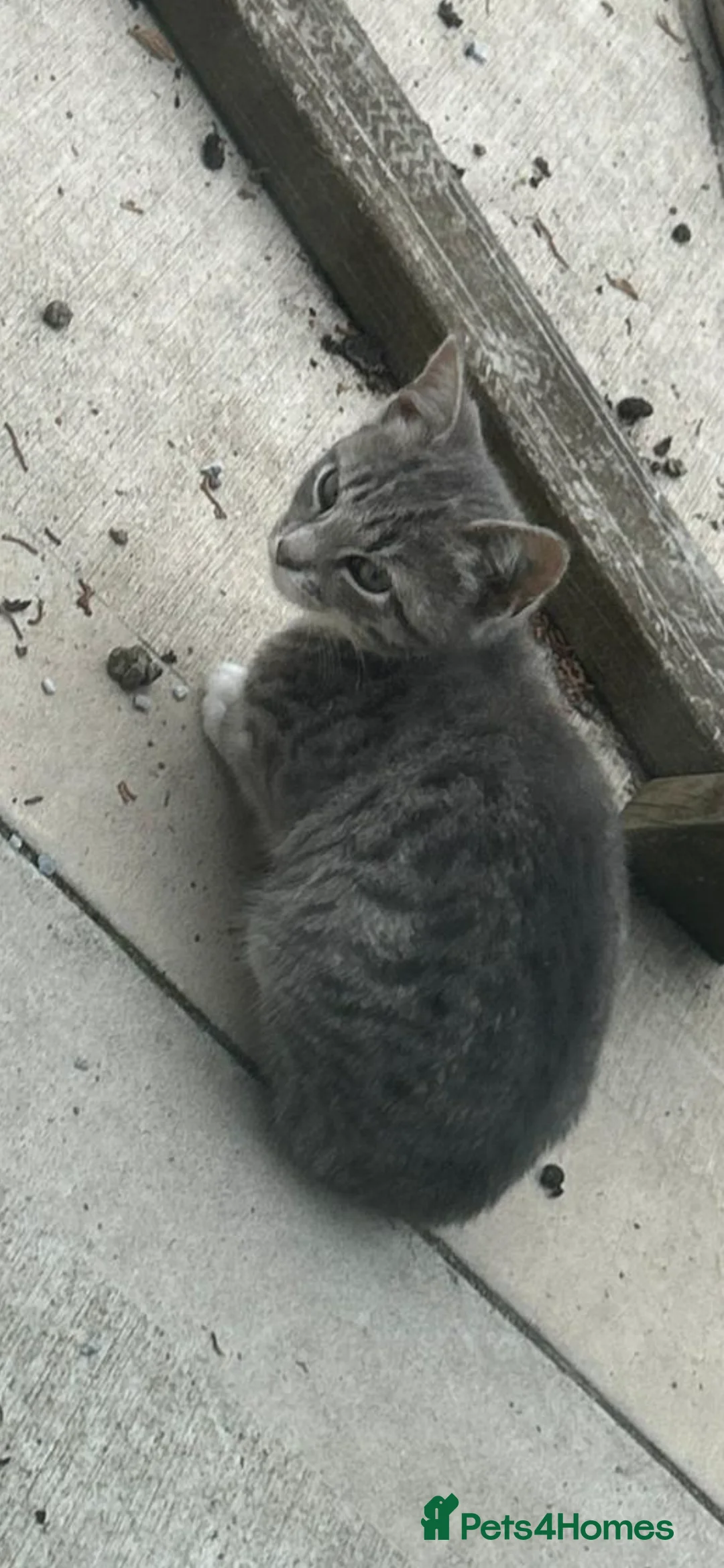 Mixed Breed cats for sale: 4 Kittens, mixed breed - Advert 2