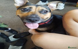Mixed Breed dogs for sale: American bull cross puppies for sale - Image 3