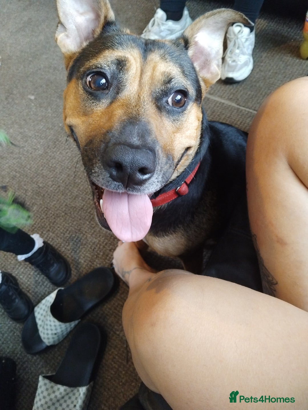 Mixed Breed dogs for sale: American bull cross puppies for sale - Image 3