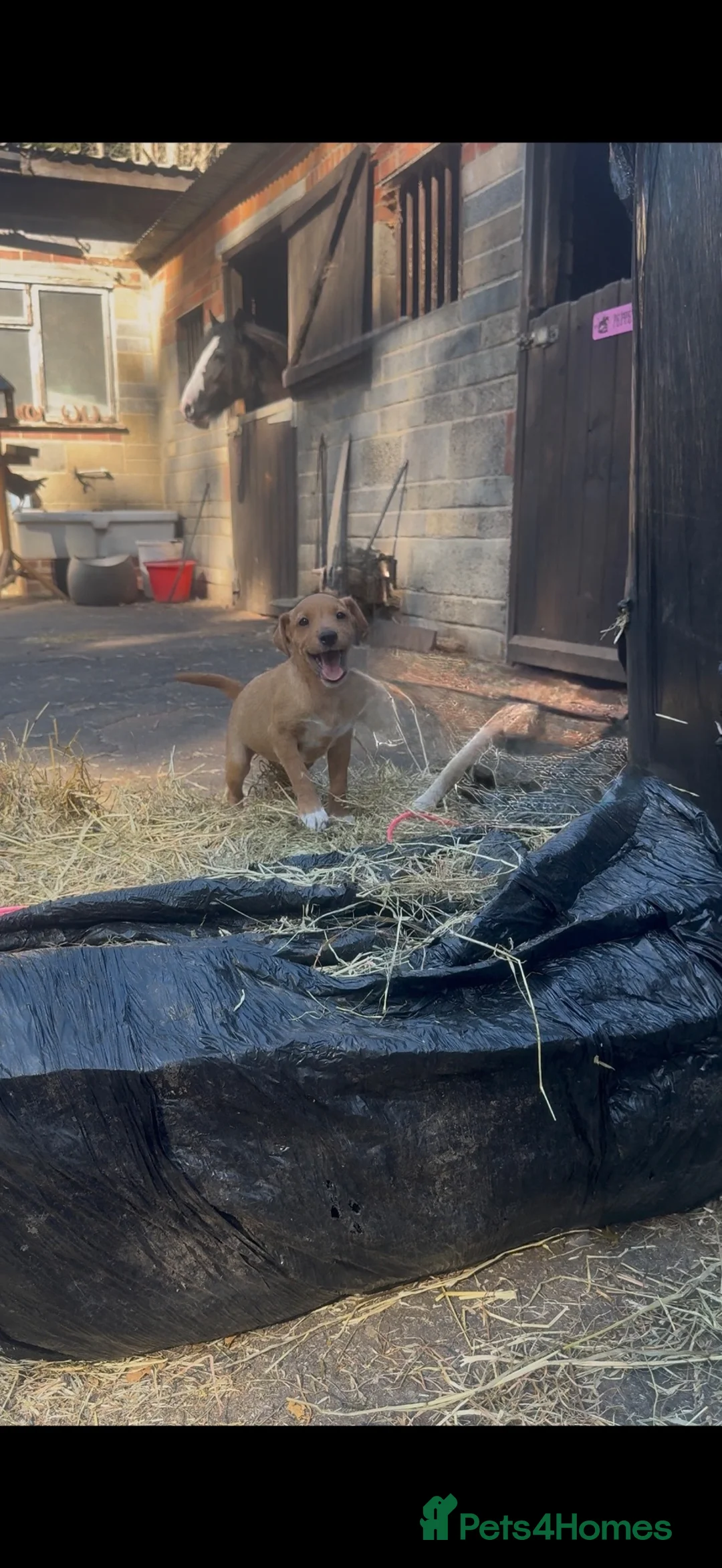 Jack Russell dogs for sale: Tri coloured jack Russell pups  - Advert 1
