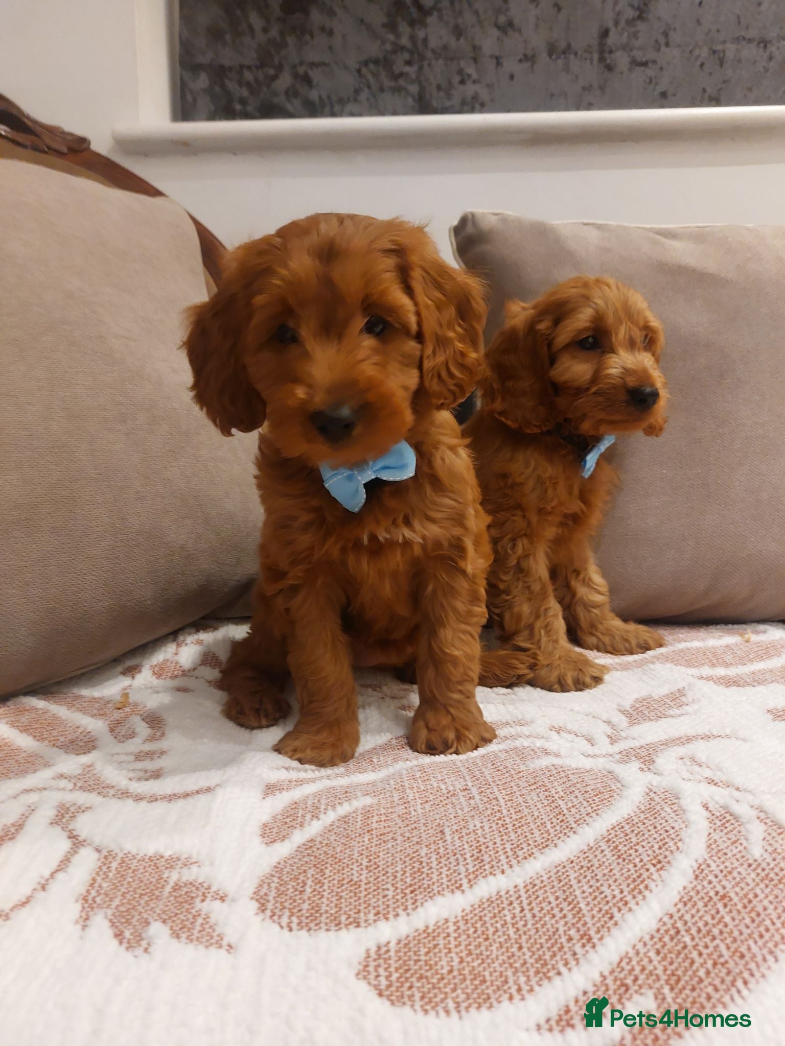 Cavapoo dogs Extensively Health Tested Fox Red Cavapoo puppies - Advert 1