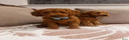 Cavapoo dogs for sale: Extensively Health Tested Fox Red Cavapoo puppies - Advert 4