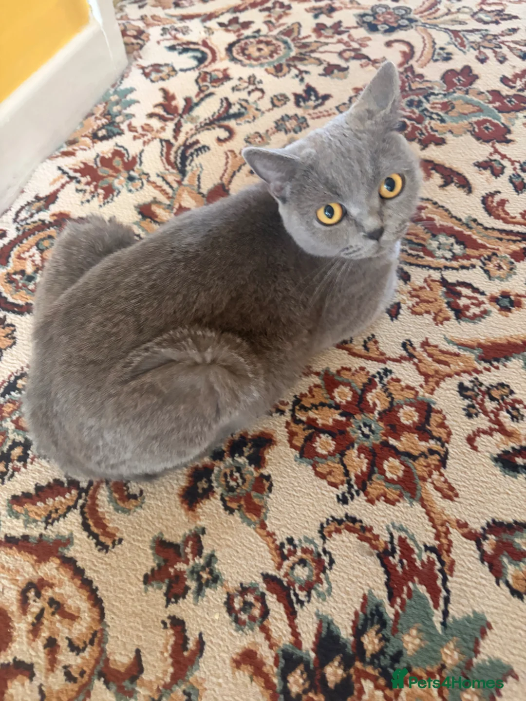 Scottish Fold cats for sale: Beautiful Scottish Fold & Straight Kittens in Wigston - Advert 1