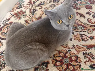 Scottish Fold cats Beautiful Scottish Fold & Straight Kittens - Advert 10