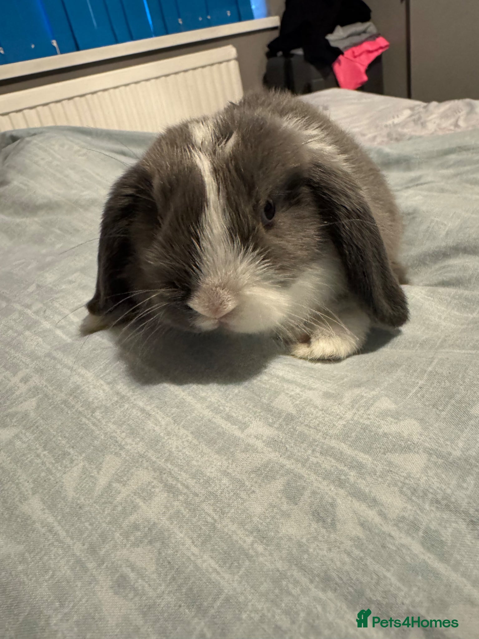 Mini Lop rabbits Mini lop bunnies - VERY friendly  - Advert 2