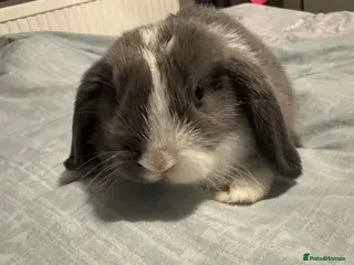 Mini Lop rabbits Mini lop bunnies - VERY friendly - Advert 2