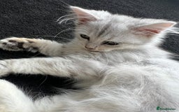Siberian cats for sale: Adorable Siberian Kitten - Image 7