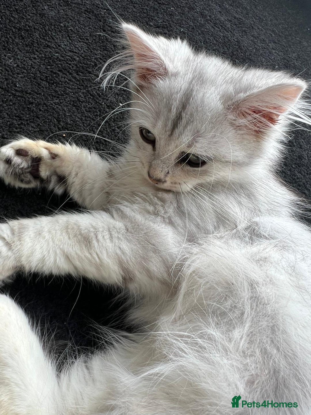 Siberian cats for sale: Adorable Siberian Kitten - Image 7