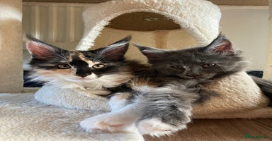 Maine Coon cats - Advert 3