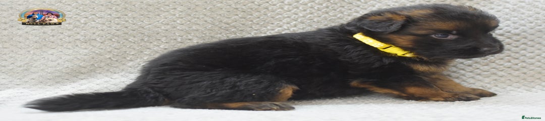 German Shepherd Puppy 5