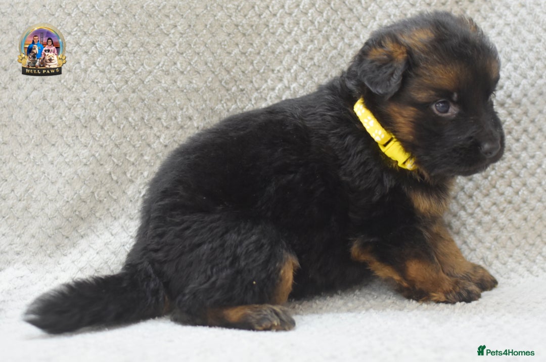 German Shepherd dogs for sale: Germand Shepherd puppies - Image 9