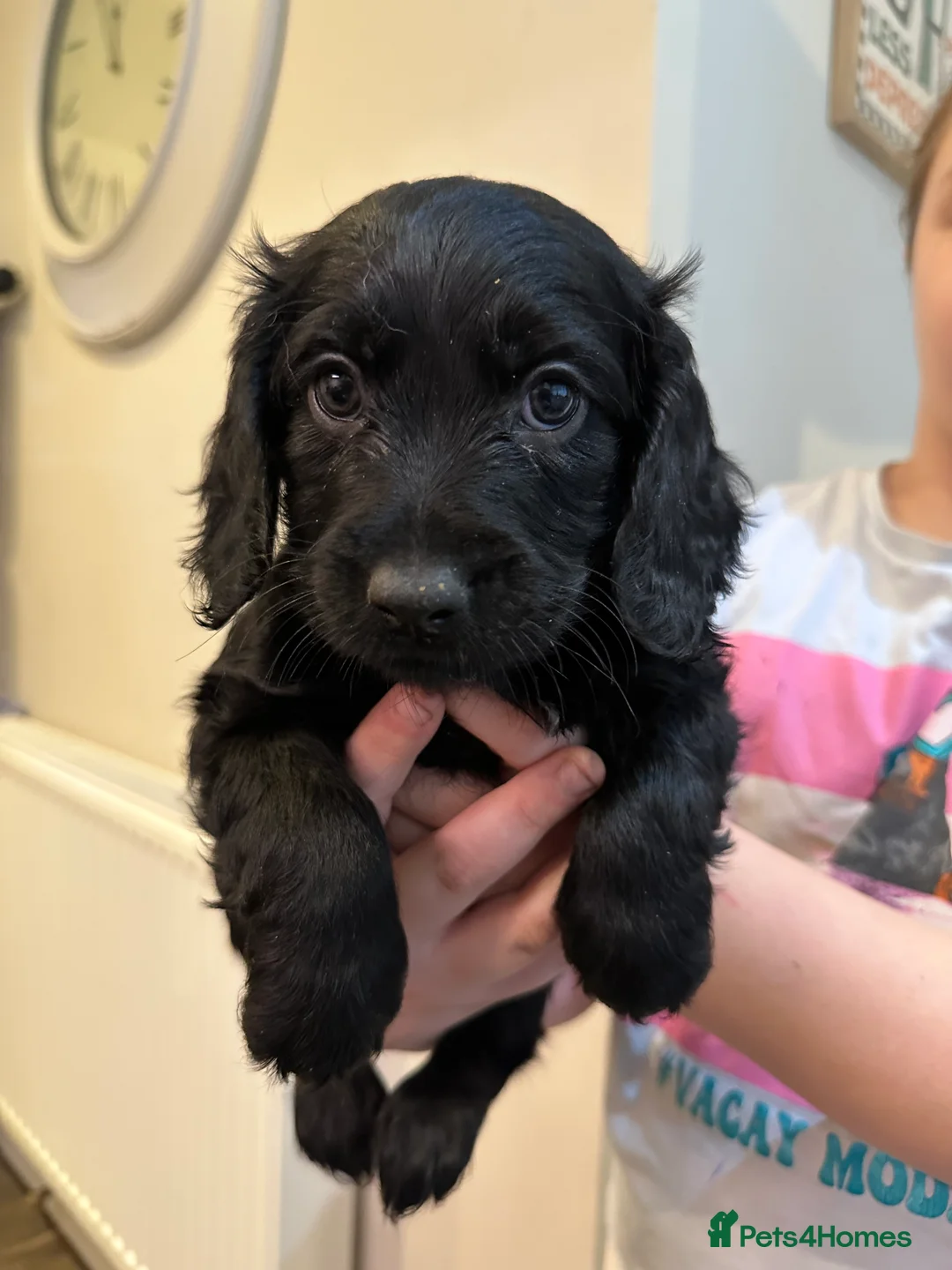 Cockapoo dogs for sale: Beautiful litter of Cockapoo Puppies - Advert 9