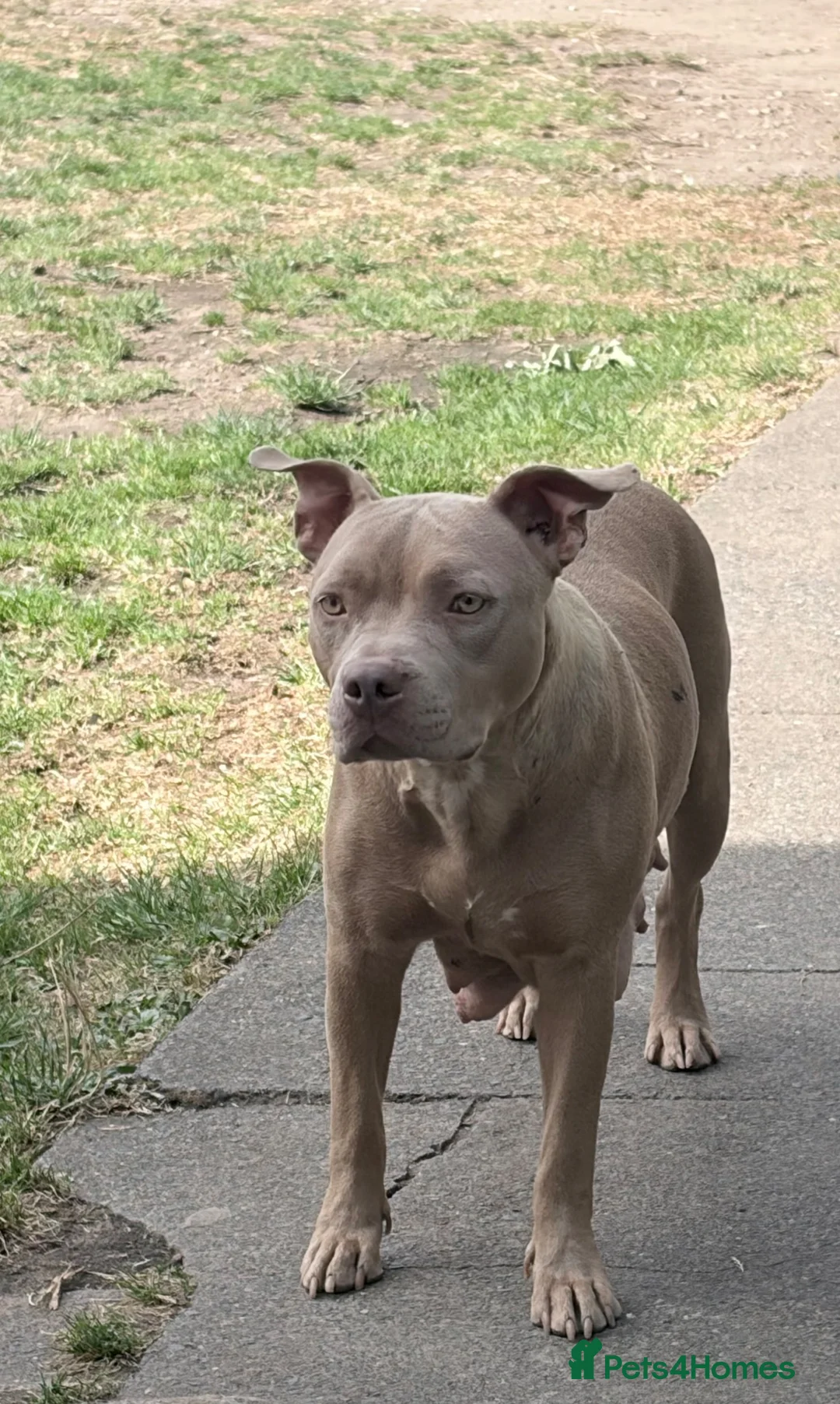 Staffordshire Bull Terrier dogs for sale: Pure blue staffy pups  - Advert 2
