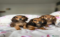 Dachshund dogs for sale: Kc . Reg. miniature longhair dachshund puppies  - Image 5