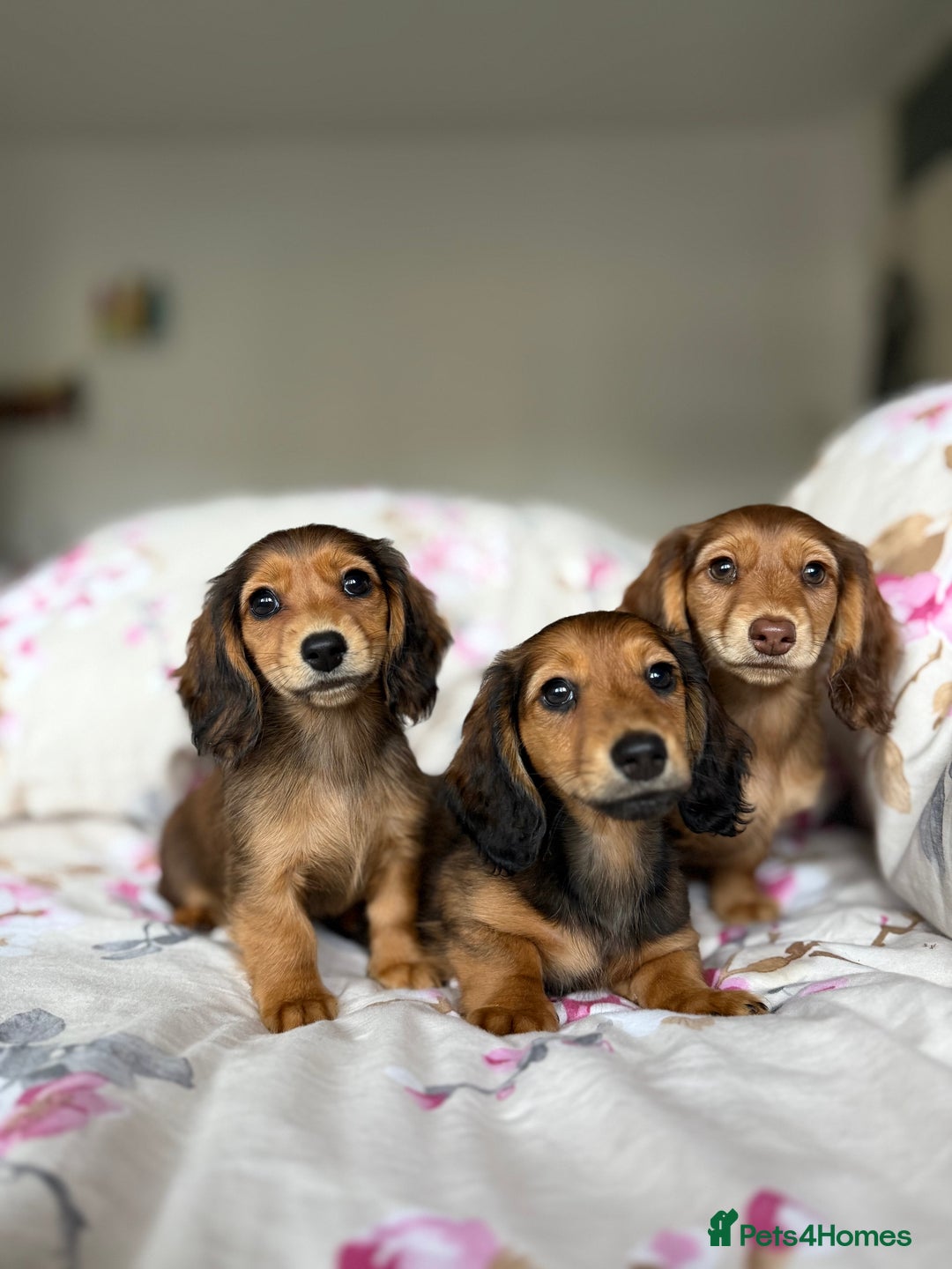 Dachshund dogs for sale: Kc . Reg. miniature longhair dachshund puppies  - Image 5