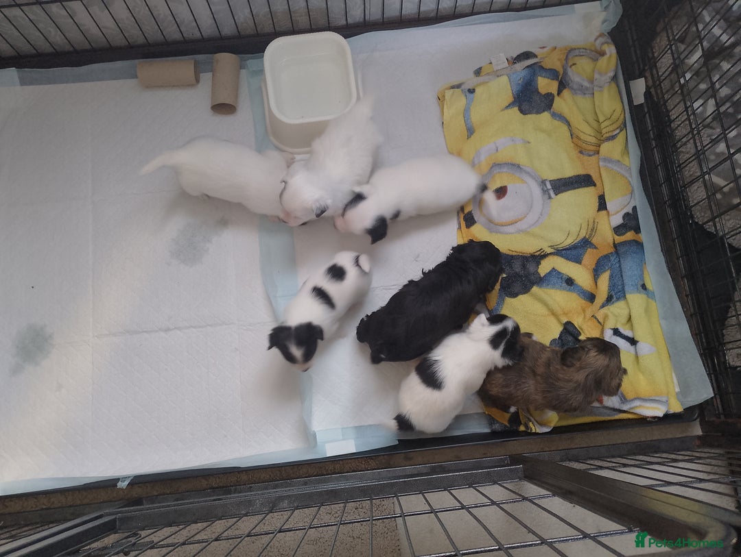 Pomchi dogs for sale: Last male pomchi left - Image 3