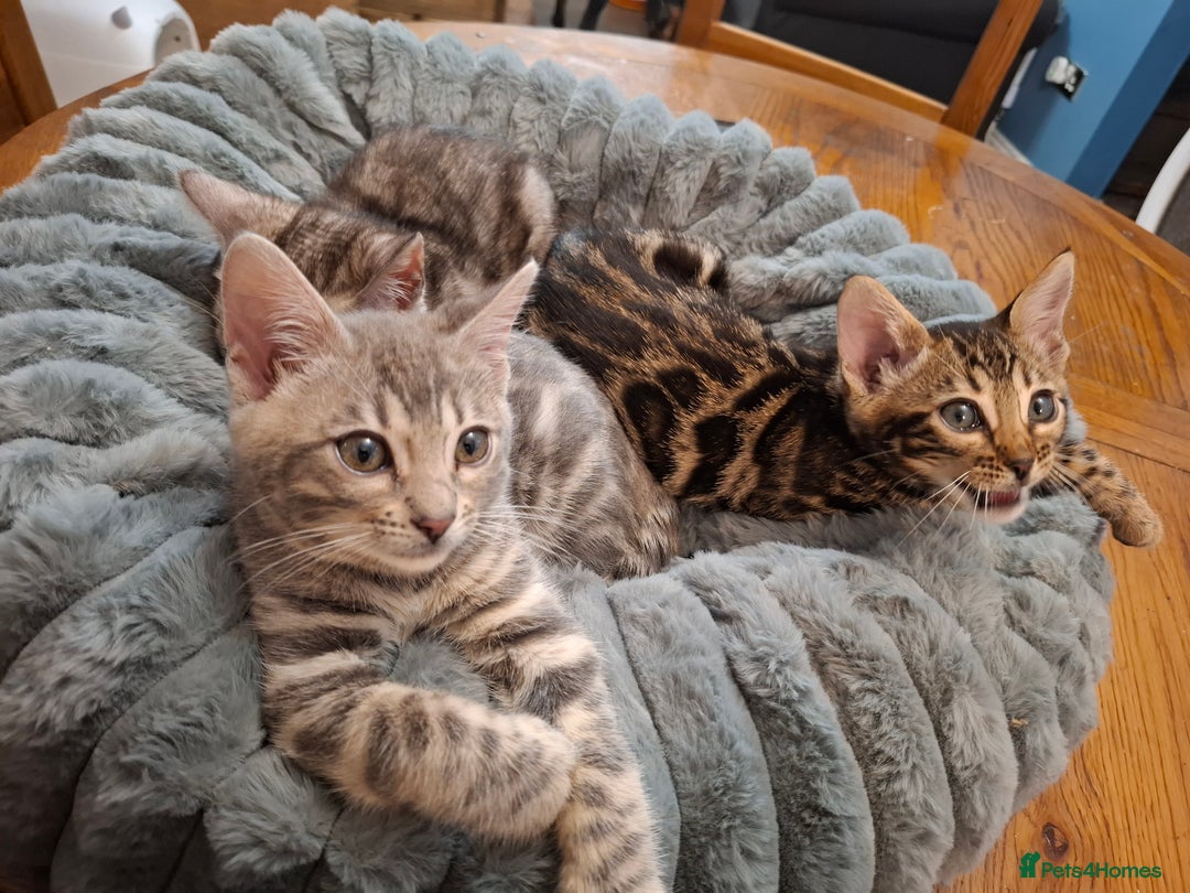 Bengal cats for sale: Last stunning Blue pure bengal kitten available! - Advert 5