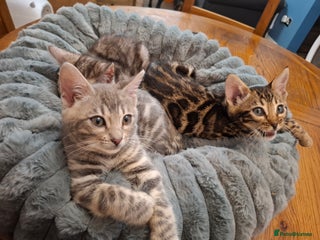 Bengal cats Absolutely stunning pure bengal kittens - Advert 10