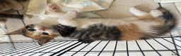 Maine Coon cats for sale: TORTOISESHELL MAINE COON X KITTENS - Advert 38