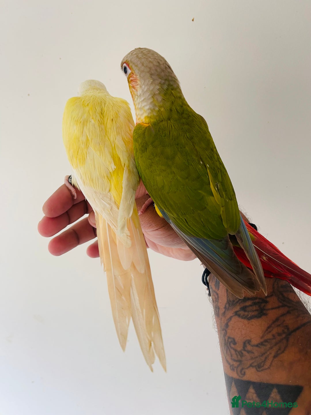Conures birds for sale: Hand reared conures for sale  - Image 9