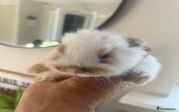 Mini Lop rabbits for sale: Mini dwalf lop - Image 2