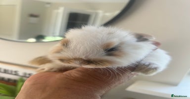 Mini Lop rabbits - Advert 7