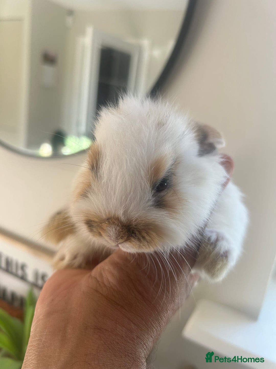 Mini Lop rabbits for sale: Mini dwalf lop - Image 2