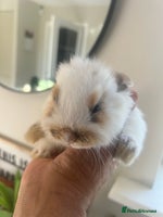 Mini Lop rabbits - Advert 1