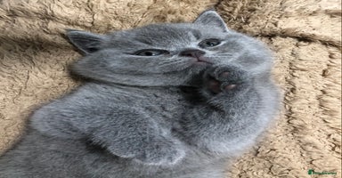 British Shorthair cats - Advert 9