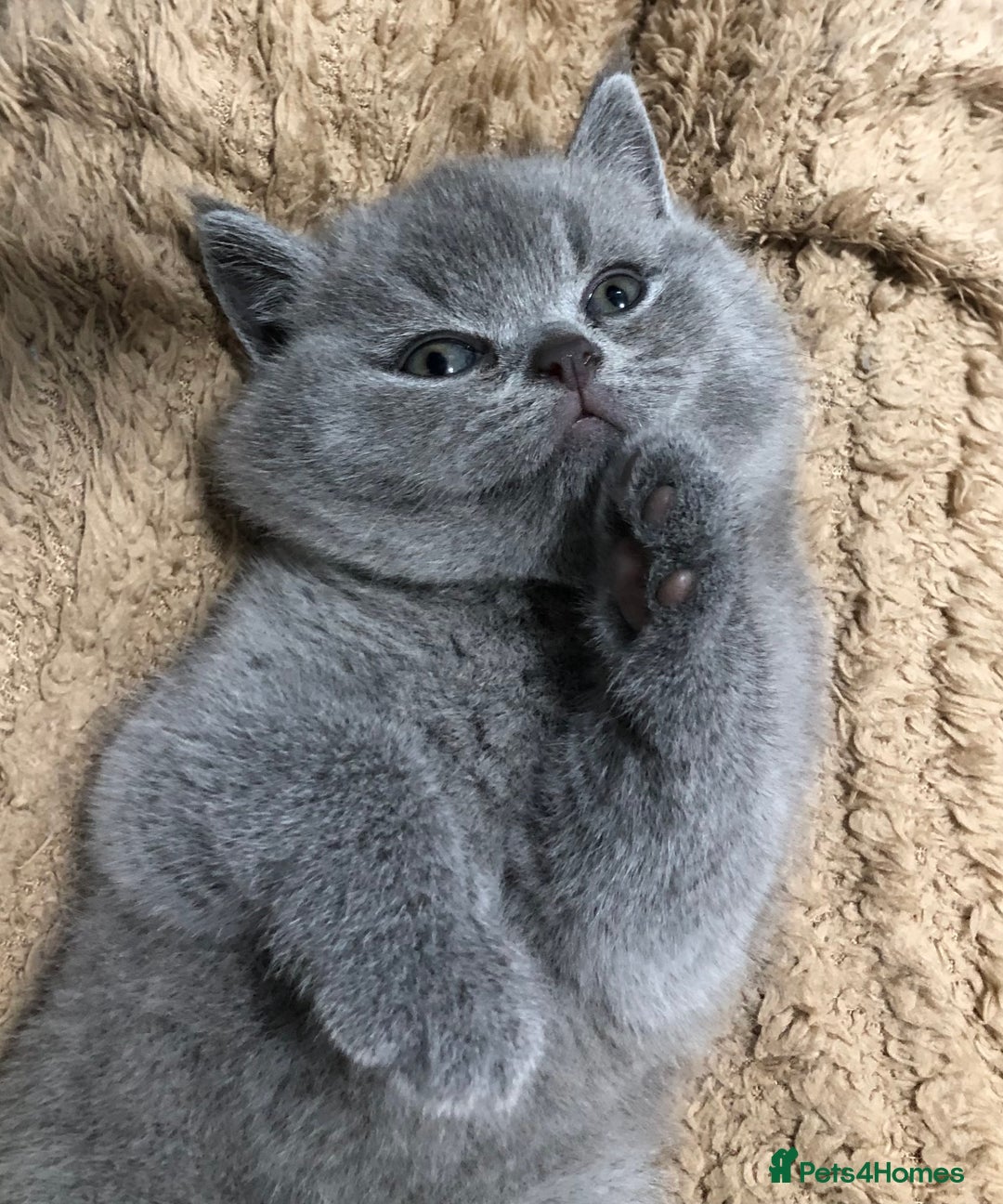 British Shorthair cats for sale: LAST GIRL GCCF British shorthair kittens for Sale - Image 3