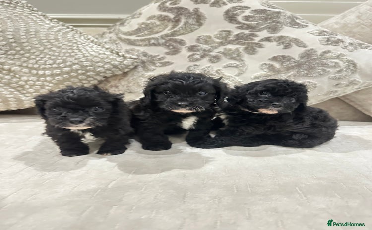 Cavapoo dogs - Advert 1