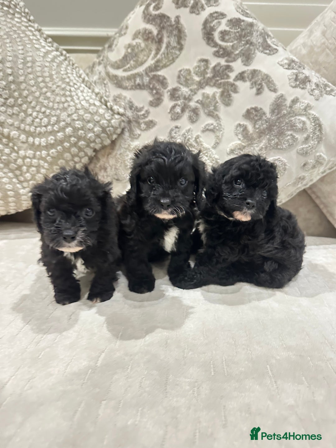 Cavapoo dogs for sale: F1 cavapoo puppies heath tested  - Advert 3
