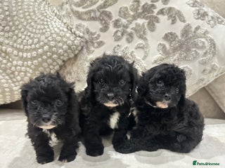 Cavapoo dogs F1 cavapoo puppies heath tested - Advert 17