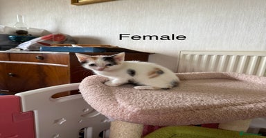 Mixed Breed cats - Advert 2