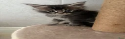 Maine Coon cats for sale: 2 Mainecoon kittens both girls - Advert 11