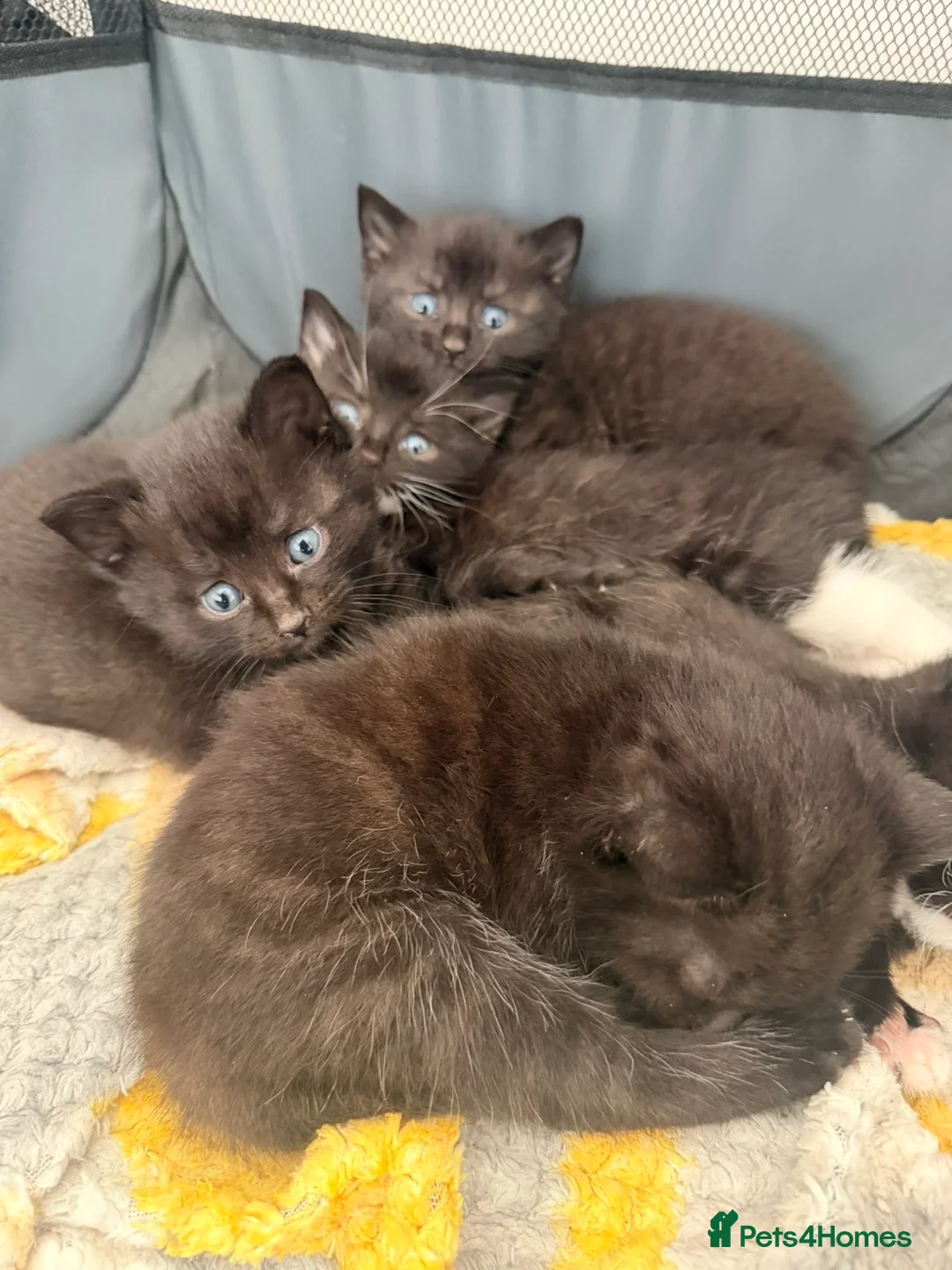 Mixed Breed cats for sale: Five black and white kittens  - Advert 5